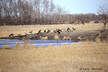 Canada Goose