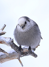 Canada Jay