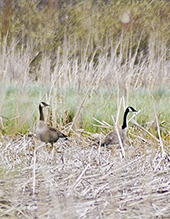 Canada Goose