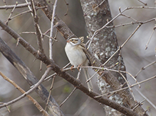 Clay-colored Sparrow