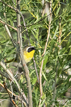 Common Yellowthroat