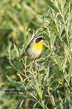 Common Yellowthroat