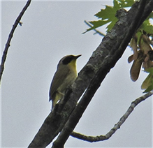 Common Yellowthroat