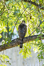 Cooper’s Hawk