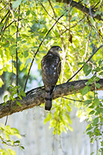 Cooper’s Hawk