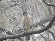 Cooper’s Hawk