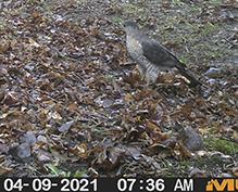 Cooper’s Hawk