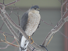 Cooper’s Hawk