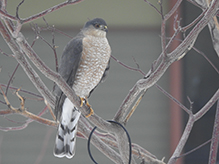 Cooper’s Hawk