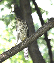 Cooper’s Hawk