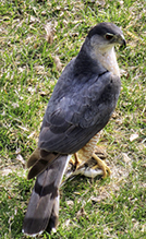 Cooper’s Hawk