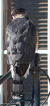 Cooper’s Hawk