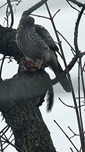 Cooper’s Hawk