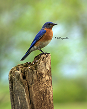 Eastern Bluebird