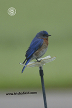 Eastern Bluebird