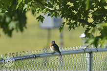 Eastern Bluebird