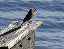 Eastern Bluebird