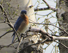 Eastern Bluebird