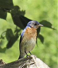 Eastern Bluebird