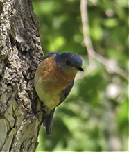 Eastern Bluebird