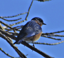 Eastern Bluebird