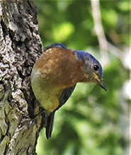 Eastern Bluebird