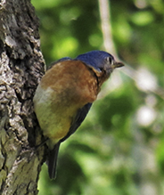 Eastern Bluebird