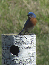 Eastern Bluebird