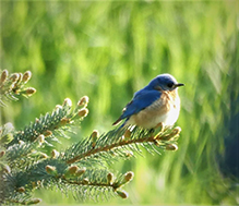 Eastern Bluebird