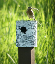 Eastern Bluebird