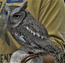 Eastern Screech-owl