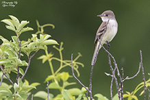 Eastern Wood-peewee