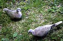 Eurasian Collared-Dove