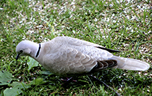 Eurasian Collared-Dove