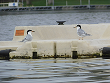 Forster’s Tern