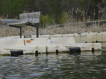 Forster’s Tern