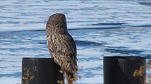 Great Gray Owl