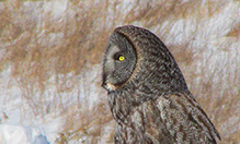 Great Gray Owl