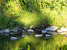 Green Heron
