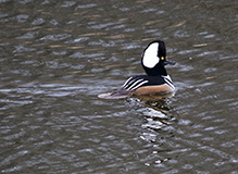 Hooded Merganser