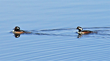 Hooded Merganser