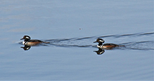 Hooded Merganser