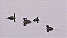 Hooded Merganser