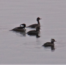 Hooded Merganser