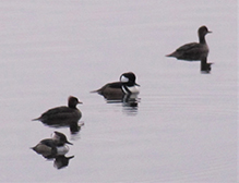 Hooded Merganser