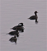 Hooded Merganser