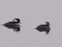 Hooded Merganser