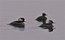 Hooded Merganser