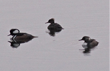 Hooded Merganser