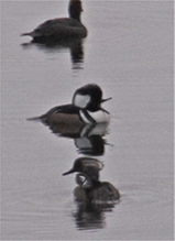 Hooded Merganser